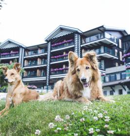 Zwei Hunde liegen vor dem Alpin Resort Sacher Seefeld