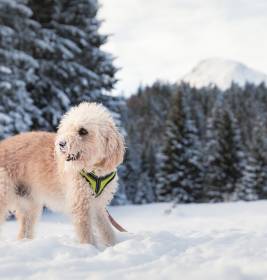 Hund in einem verschneiten Wald