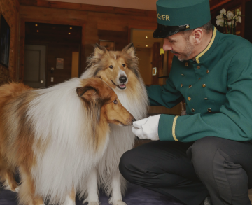 Mitarbeiter streichelt 2 Hunde im Hotel