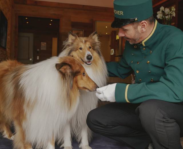 Longevity Deluxe for four paws - Sacher Seefeld