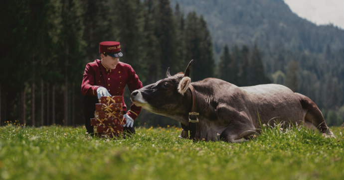 Mitarbeiter Sacher steht auf einer Wiese bei einer Kuh