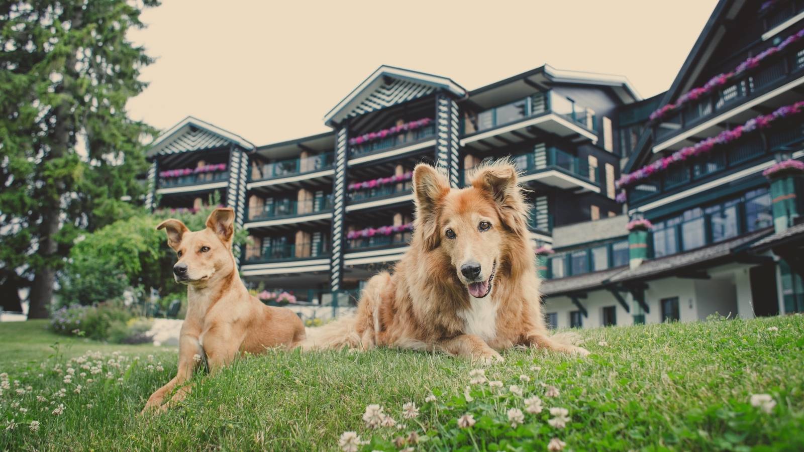 Hundefreundliches Wellnesshotel in Tirol Symbolfoto