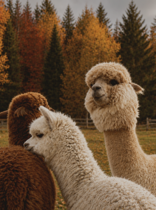 Alpaca Calm in Seefeld, Tyrol symbolic picture
