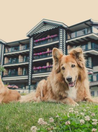 Hundefreundliches Wellnesshotel in Tirol Symbolfoto