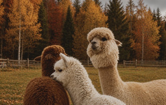Alpaca Calm in Seefeld, Tyrol symbolic picture