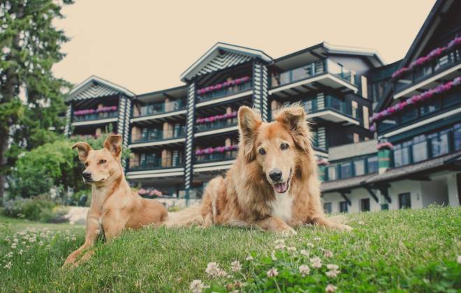 Hundefreundliches Wellnesshotel in Tirol Symbolfoto